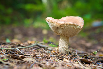 Fototapeta premium Fungus