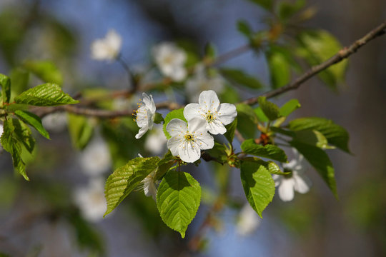 White Cherry Tree Blossoms