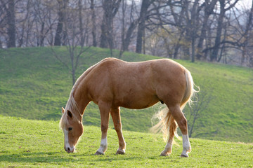 Naklejka na ściany i meble Horse In Morning Sun Feeding On Grass