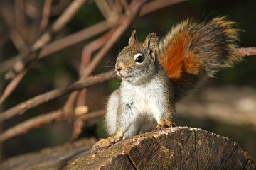 Naklejka na ściany i meble Red Squirrel w trybie Alarm w porannym słońcu