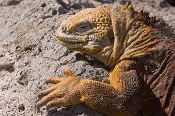 Galapagos Land Iguana  (Conolophus subcristatus)