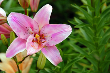 Fototapeta na wymiar Pink lily closeup
