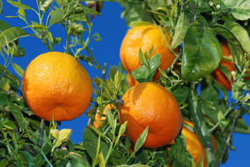 reife Orangen am Baum