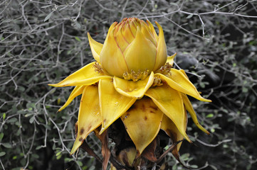 Fototapeta na wymiar Musella Lasiocarpa, Goldene Lotus Banane