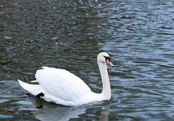 white swan