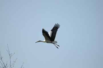 Storch im flug