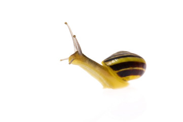 snail isolated on the white