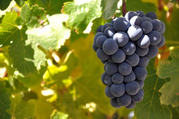 Grapes
