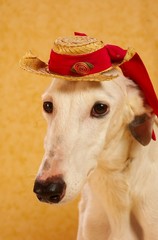 elegant dog