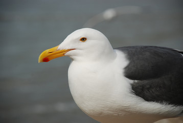 Seagull