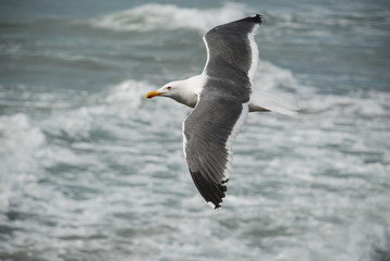 Seagull