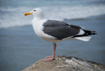 Seagull