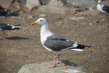 Seagull