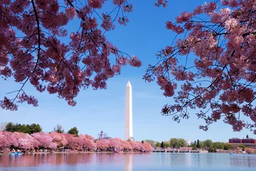 Papier Peint photo autocollant Lieux américains Washington DC cherry blossom