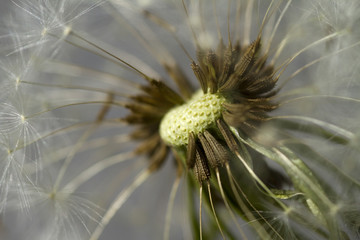 dandelion close-up 3