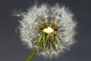 dandelion close-up 2