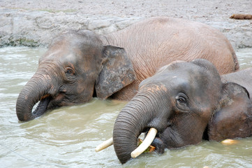 two elephant eat a coconut at the pond