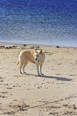 The dog on the beach
