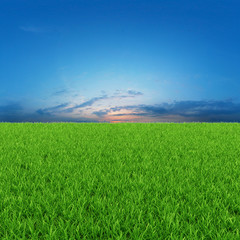 Sunny background with green grass and blue sky