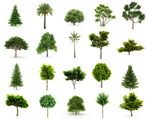 Perfect Group of Trees isolated on a white background