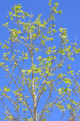 The green branch