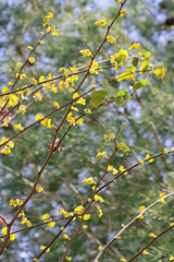 Spring flowers