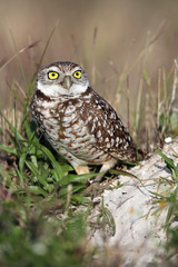 Burrowing Owl