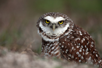 Angry Burrowing Owl