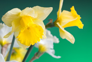 yellow and white narcissus on green background