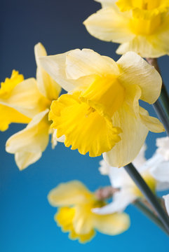 yellow and white narcissus on blue background