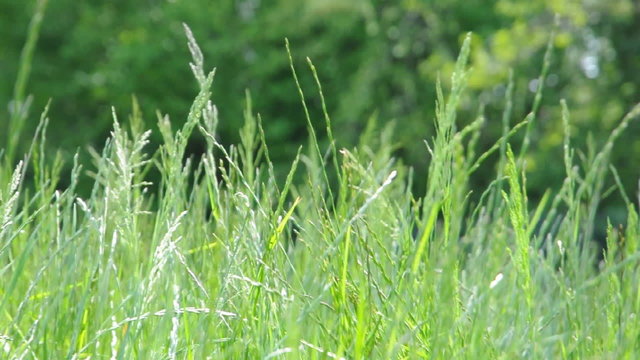 Bosco - Erba e canto degli uccelli