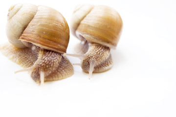 the couple snails