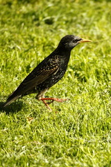 Singvogel