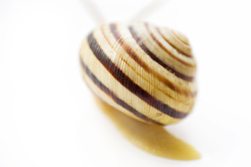 the snail