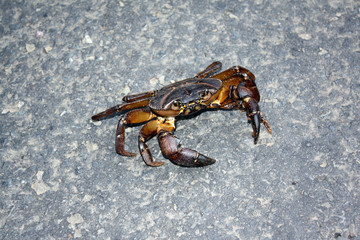 Exotic Tropical Crab