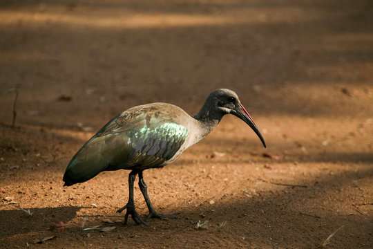 Chiurlo africano