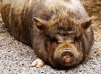pig #1