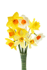 Daffodils in vase closeup
