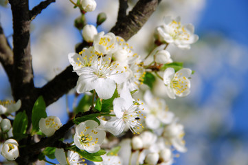 Pflaumenbaumbluete - plum blossom 53