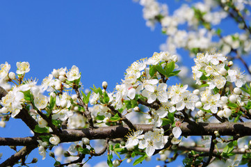 Pflaumenbaumbluete - plum blossom 54
