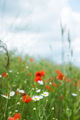 poppies and daisies