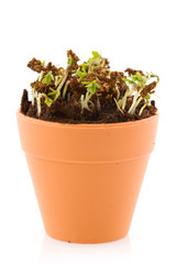 Garden cress