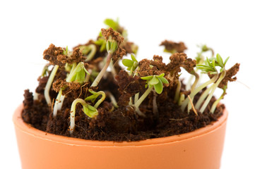 Garden cress