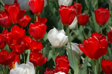 red and white tulips