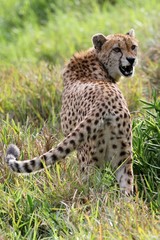 Snarling Cheetah Wild Cat
