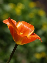 tulipan w słońcu