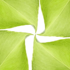 Green leaves background - 22167304