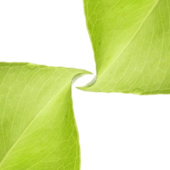 Green leaves background - 22167305