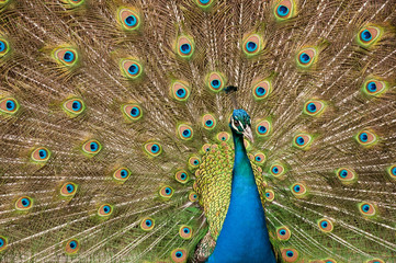 Fototapeta premium bird