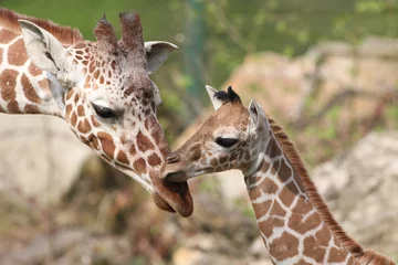 Photo sur Plexiglas Girafe Giraffennachwuchs Carlo